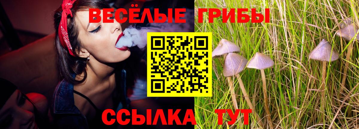Галлюциногенные грибы Psilocybine cubensis Саянск